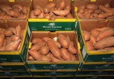 Aardappeln van Scott Farm