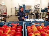 De appels liggen te wachten De appels liggen te wachten
